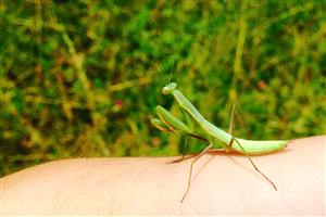 Mantis religiosa