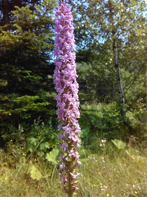 20170716_150515.png