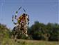 Araneus quadratus  Clerck, 1757