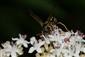 Polistes dominulus (Christ, 1791)  