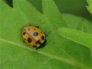 Hippodamia (Adonia) variegata variegata (Goeze, 1777)