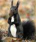 Veverica obyčajná (Sciurus vulgaris)
