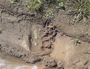 07122017 stopa medveď hnedý