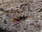 Urocerus gigas gigas (Linnaeus, 1758)