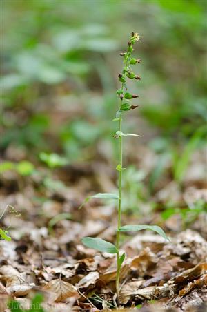 Epipactis pontica