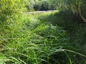 Carex buekii