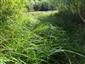 Carex buekii