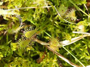 Drosera anglica