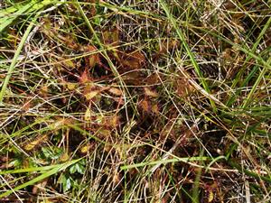 Drosera anglica