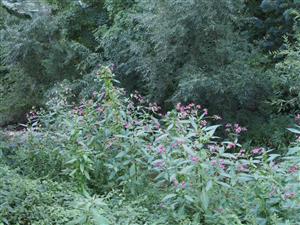 Impatiens glandulifera