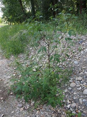 Bidens frondosus