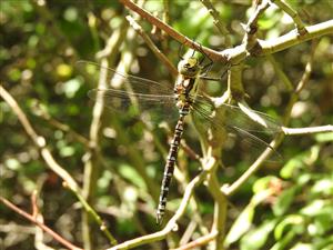 Aeshna cyanea