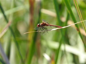 Sympetrum sanguineum