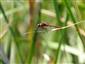 Sympetrum sanguineum