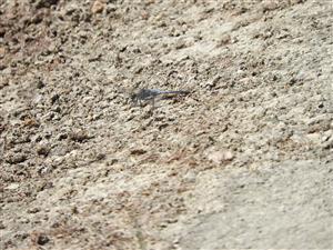 Orthetrum cancellatum
