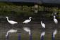 Egretta garzetta
