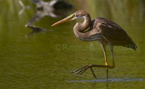 Ardea purpurea