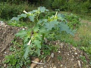 Datura stramonium