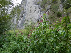 Impatiens glandulifera