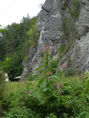 Impatiens glandulifera