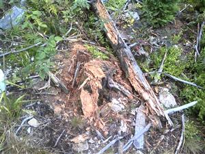 Pobytové znaky v pňoch