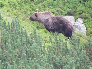 Medved javorova dol.