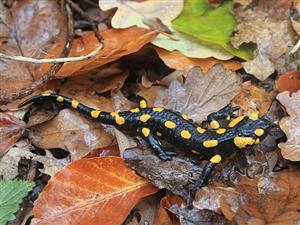 Salamandra salamandra