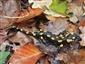 salamandra škvrnitá