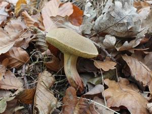 Xerocomus chrysenteron