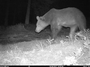 medveď hnedý - laktujúca samica