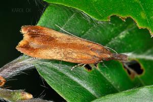 Dichomeris ustalella