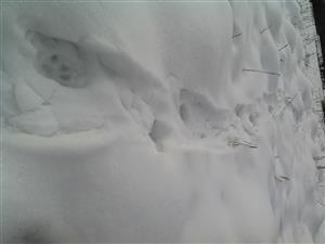 Foto šľaku