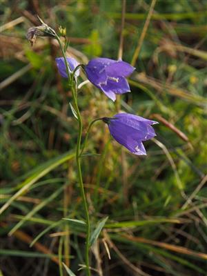 Campanula serrata