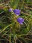 Campanula serrata