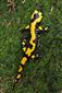 Salamandra salamandra