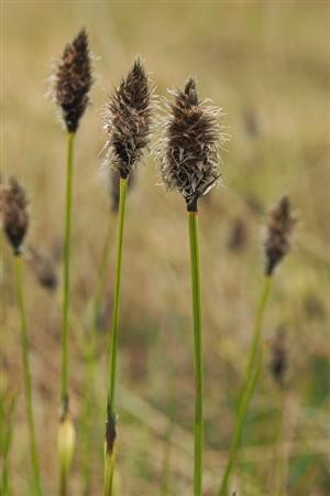 Eriophorum vaginatum