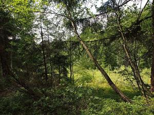 Betula obscura