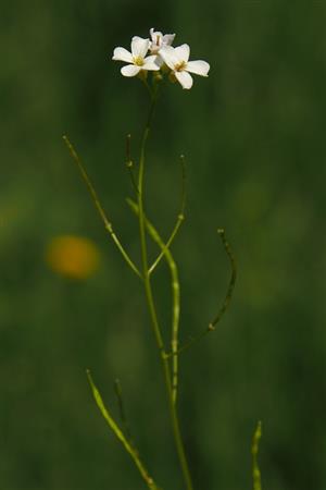 Cardaminopsis halleri ssp. halleri