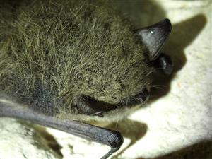 myotis mystacinus