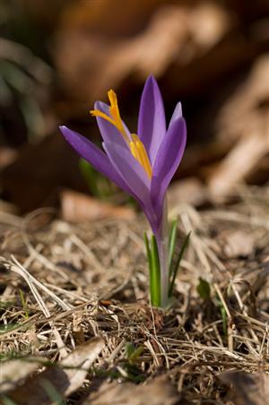 Crocus discolor