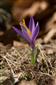 Crocus discolor