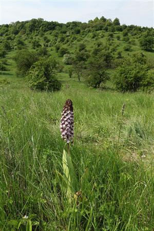 Orchis purpurea