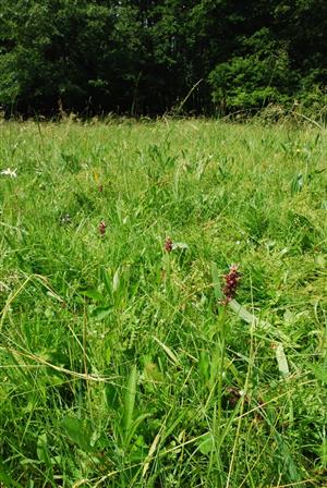 Orchis coriophora na lokalite Trnavské lúky