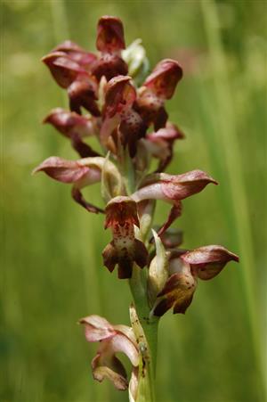 Orchis coriophora