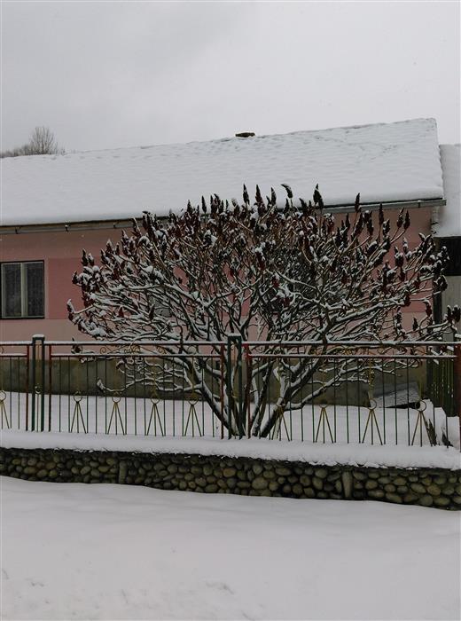 VÃ½sledok vyhÄ¾adÃ¡vania obrÃ¡zkov pre dopyt foto rhus typhina kÄºÄ