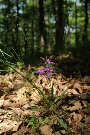 prilbovka červená (Cephalanthera rubra)