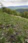 vstavač obyčajný (Orchis morio)