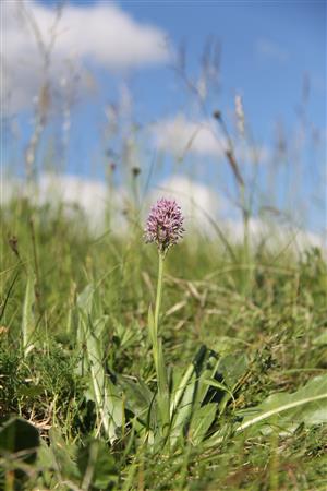 OrchTridnt_SlovLupca_Balazova_D_01