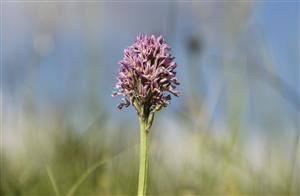 OrchTridnt_SlovLupca_Balazova_D_03