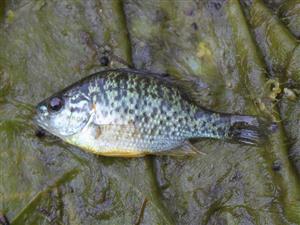 Lepomis gibbosus